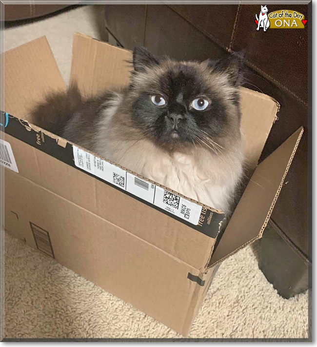 Ona the Ragdoll, Shorthair mix, the Cat of the Day