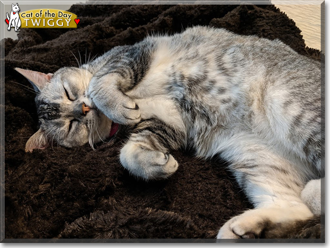 Twiggy the American Shorthair, the Cat of the Day