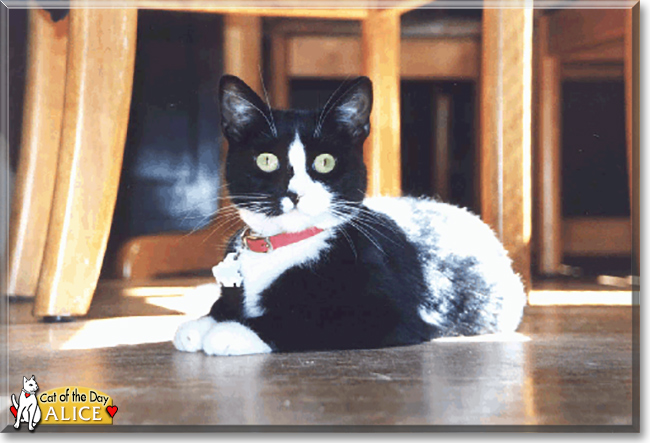 Alice the Tuxedo Shorthair, the Cat of the Day