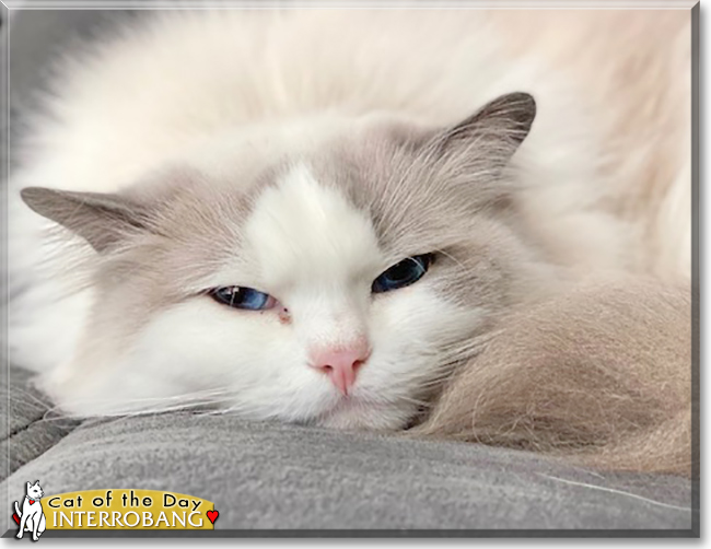 Interrobang the Ragdoll, the Cat of the Day