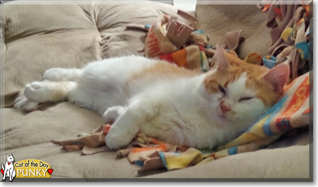 Punky Brewster the Orange Tabby Cat, the Cat of the Day