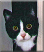 Meelai the Tuxedo Cat
