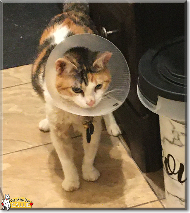 Callie the Calico, the Cat of the Day