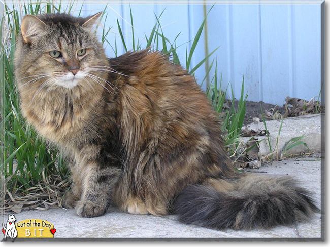 Bit the Maine Coon Cat, the Cat of the Day