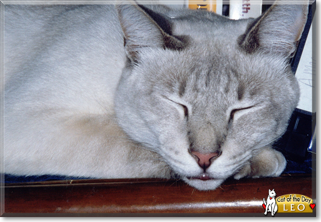 Leo the Siamese/American Shorthair mix, the Cat of the Day
