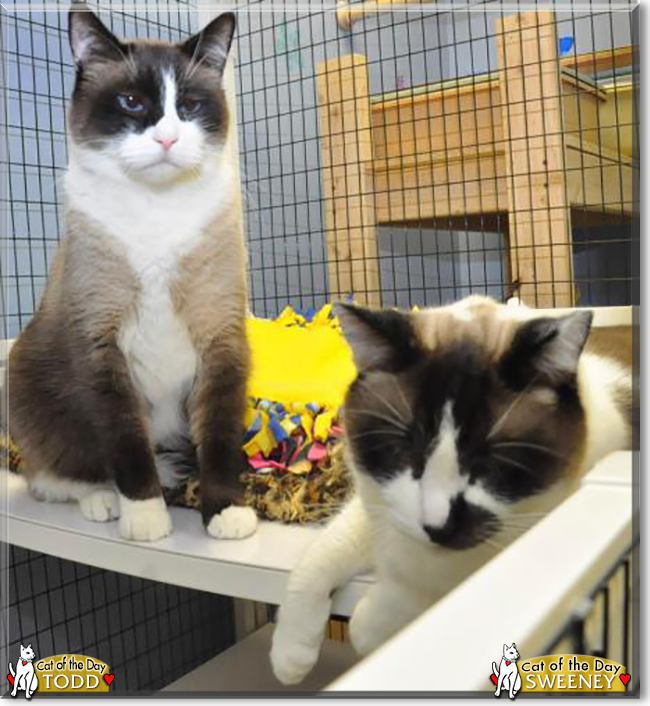 Sweeney and Todd the Snowshoe Siamese, the Cat of the Day