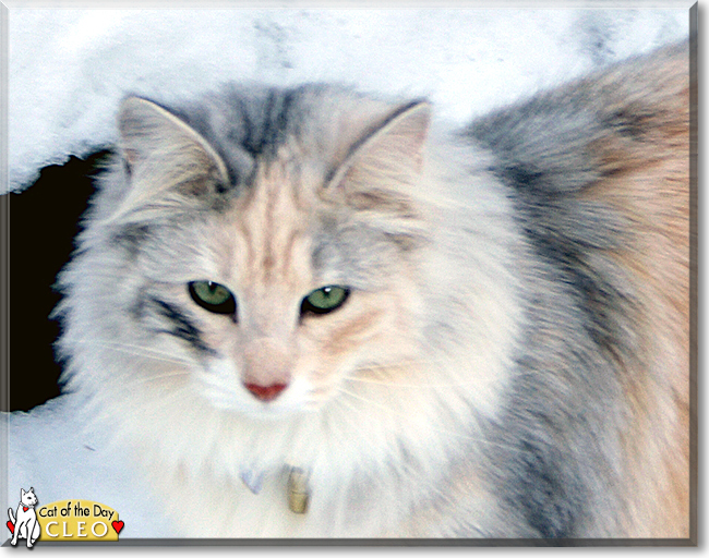 Cleo the Norwegian Forest Cat, the Cat of the Day
