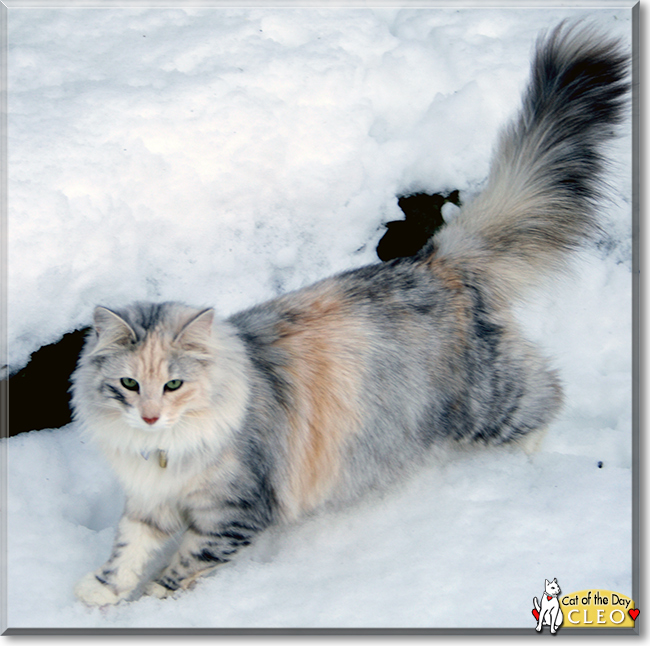 Cleo the Norwegian Forest Cat, the Cat of the Day