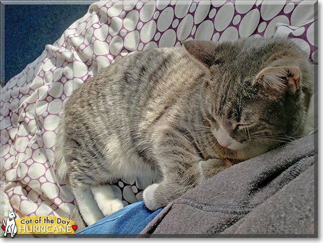 Hurricane the American Shorthair Tabby, the Cat of the Day