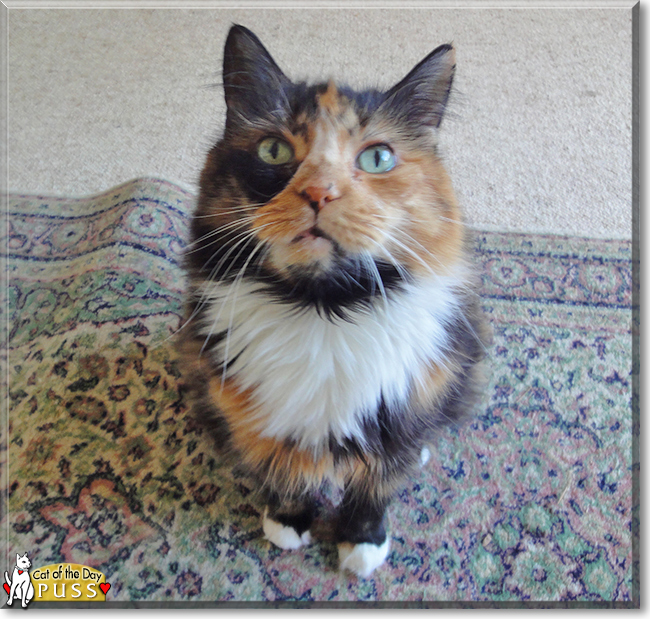 Puss the Long-Haired Calico, the Cat of the Day
