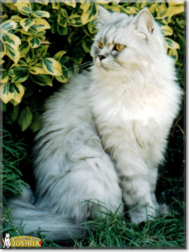 Joshua the Persian, the Cat of the Day