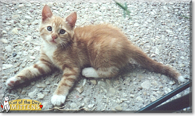 Mittens the Orange Tabby, the Cat of the Day