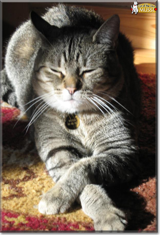 Mussi the American Shorthair, the Cat of the Day