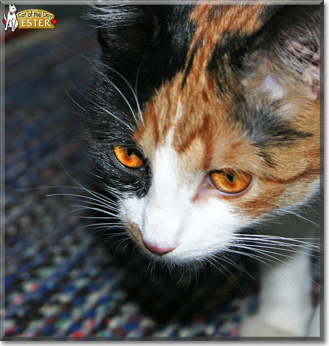 Ester the Calico, the Cat of the Day