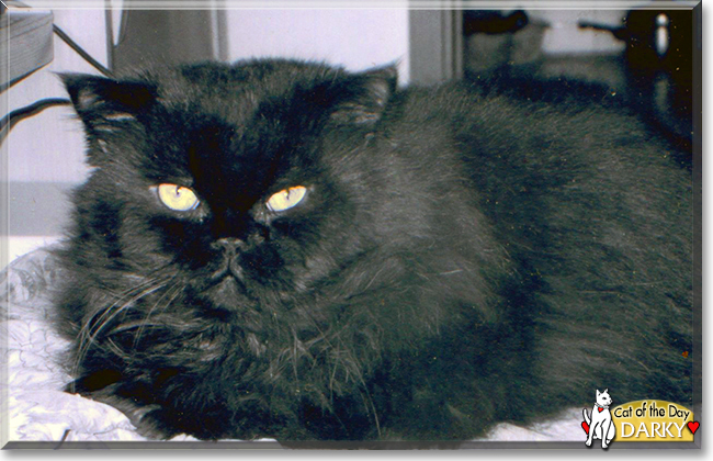 Darky the Persian, the Cat of the Day