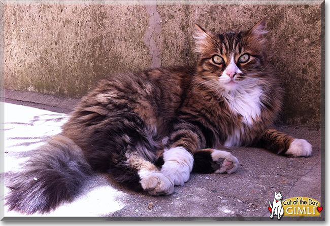 Gimli the Norwegian Forest Cat mix, the Cat of the Day