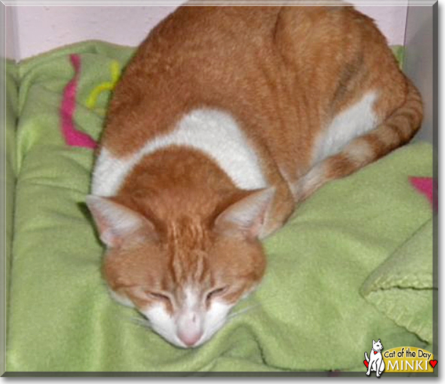 Minki the Orange Tabby, the Cat of the Day