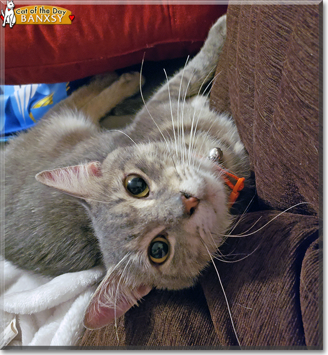 Mr. Banxsy the Silver Tabby, the Cat of the Day