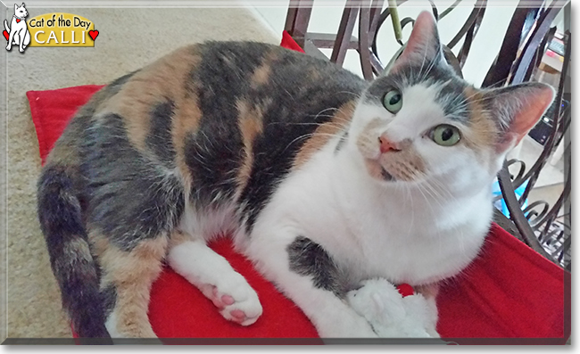 Calli the Calico, the Cat of the Day