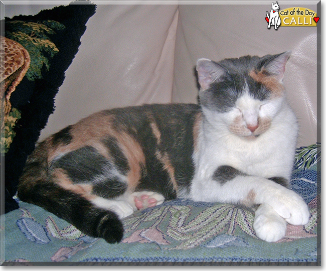Calli the Calico, the Cat of the Day