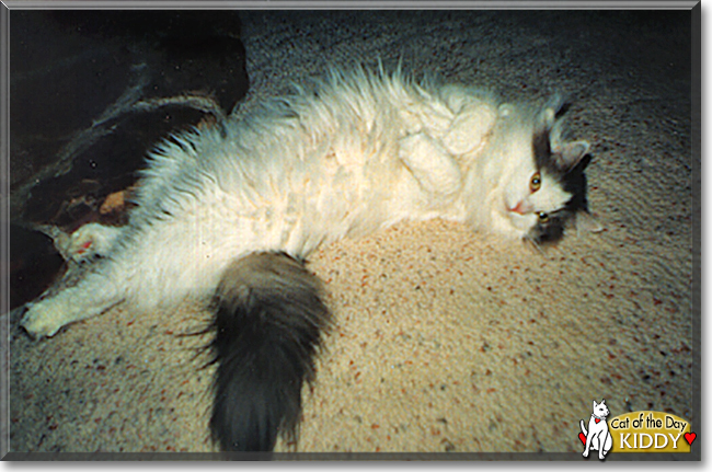 Kiddy the Domestic Longhair, the Cat of the Day