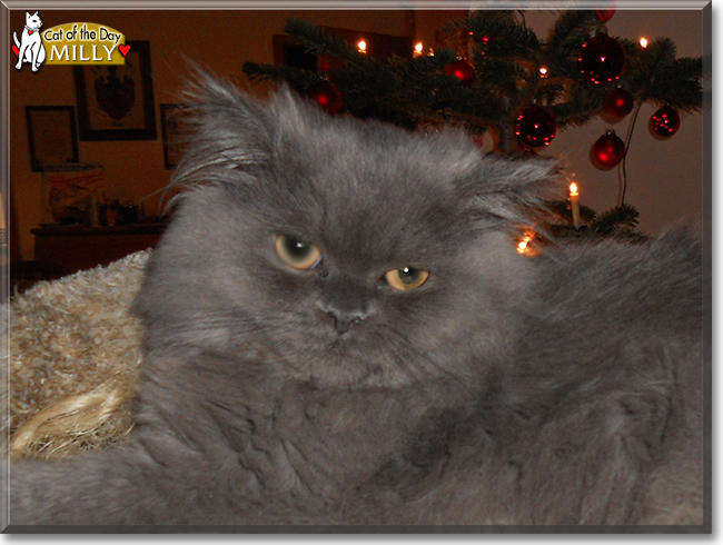 Milly the Persian, the Cat of the Day