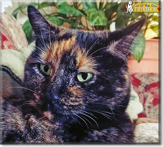 Trixifer the Tortoiseshell, the Cat of the Day