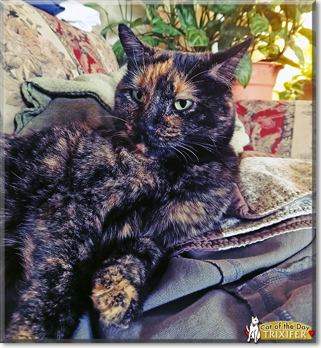 Trixifer the Tortoiseshell, the Cat of the Day