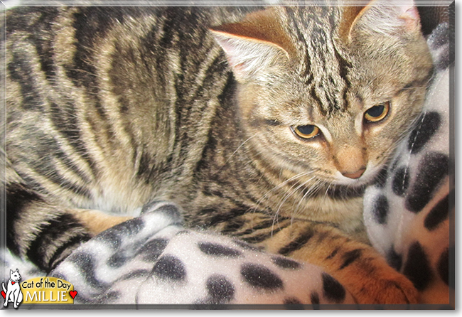 Millie the Brown Tabby, the Cat of the Day
