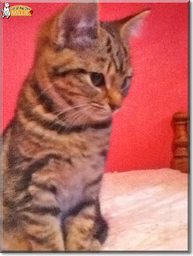 Millie the Brown Tabby, the Cat of the Day
