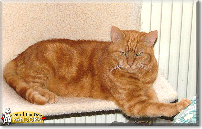 Pandora the Ginger Tabby, the Cat of the Day