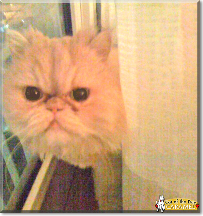 Caramel the Persian, the Cat of the Day