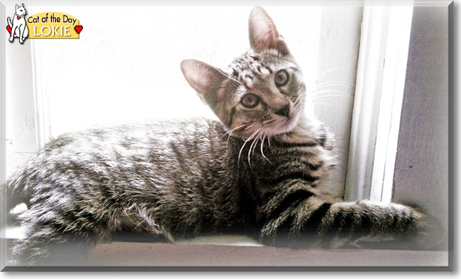 Lokie the Brown Tabby, the Cat of the Day