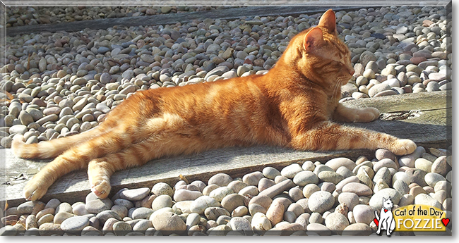 Fozzie the Moggie, the Cat of the Day