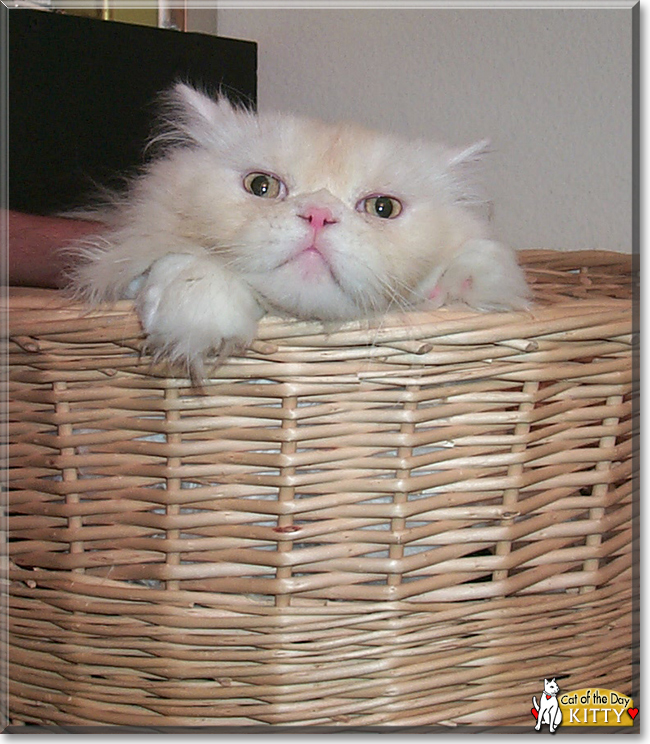 Kitty the Ragdoll, the Cat of the Day