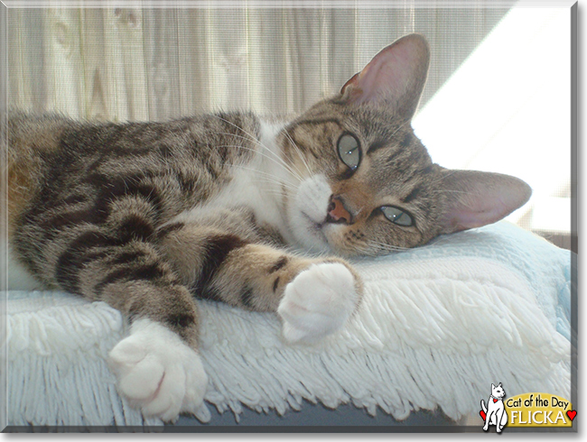 Flicka the American Shorthair, the Cat of the Day