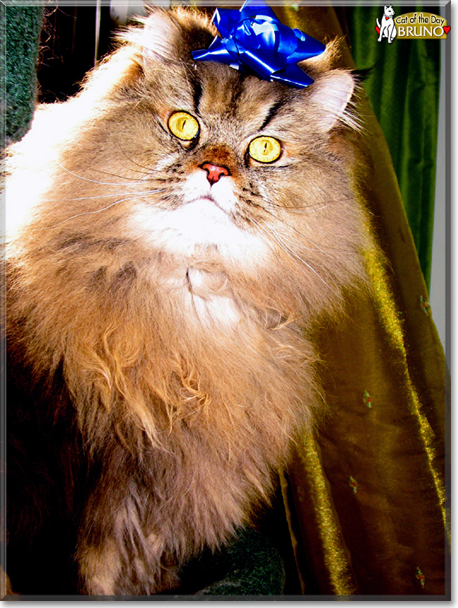 Bruno the Persian, the Cat of the Day