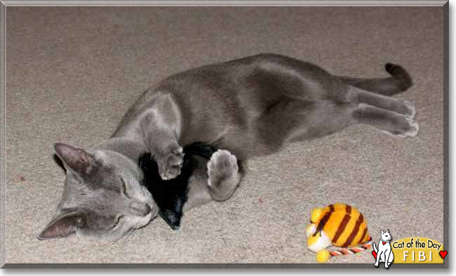 Fibi the Russian Blue, the Cat of the Day