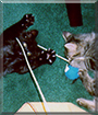 Freebee and Tony the Domestic Mediumhair Cats