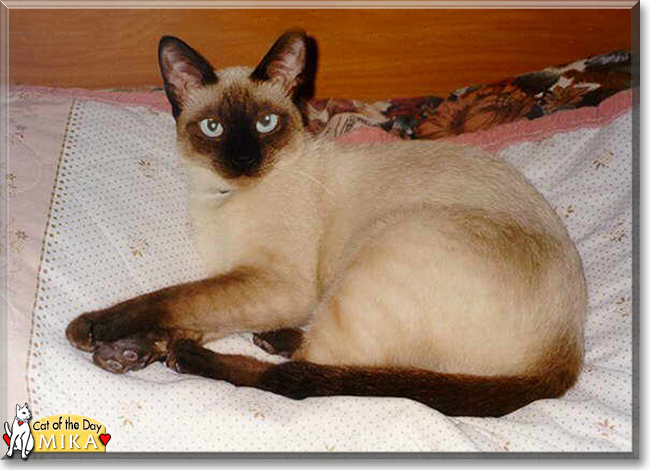 Mika the Siamese, the Cat of the Day