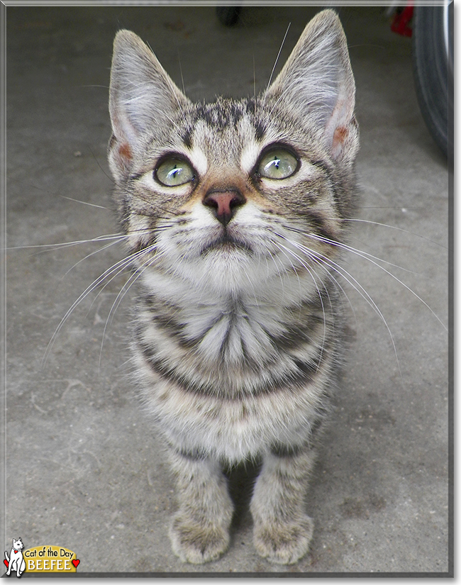 Beefee the Tabby, the Cat of the Day