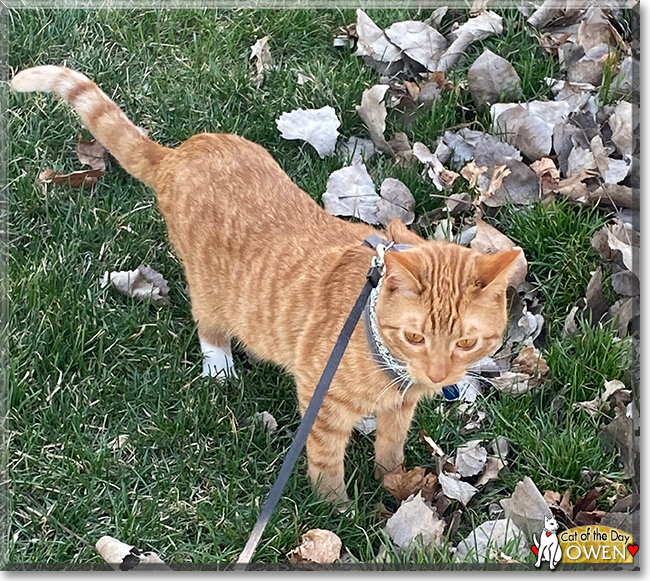 Owen the Orange Tabby, the Cat of the Day