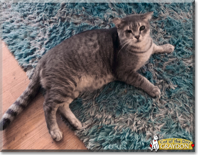 Graydon the Tabby, the Cat of the Day
