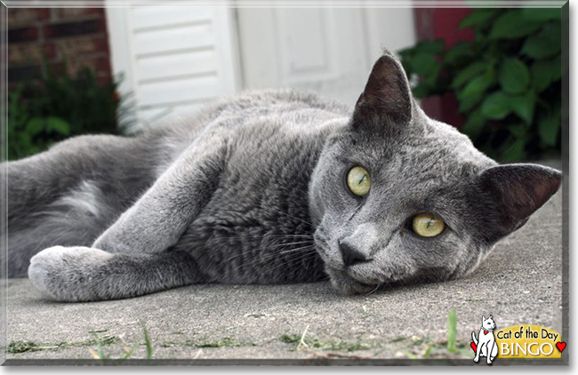 Bingo the Russian Blue, the Cat of the Day