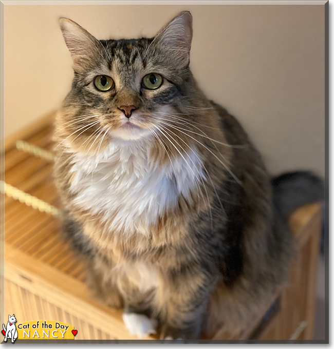 Nancy the Maine Coon mix, the Cat of the Day