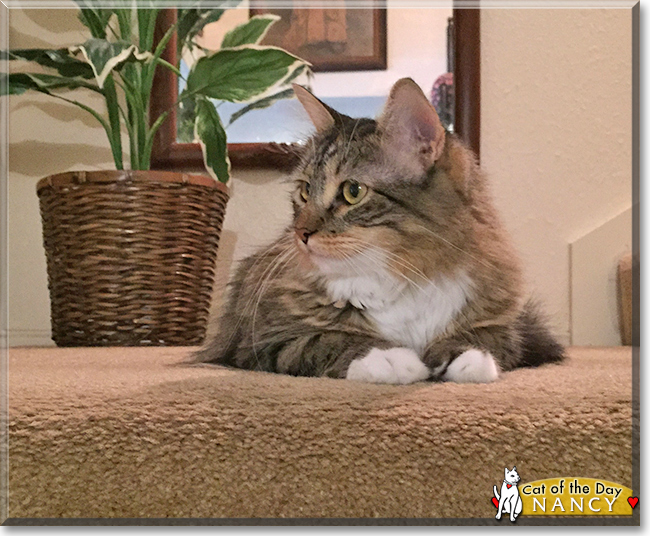 Nancy the Maine Coon mix, the Cat of the Day