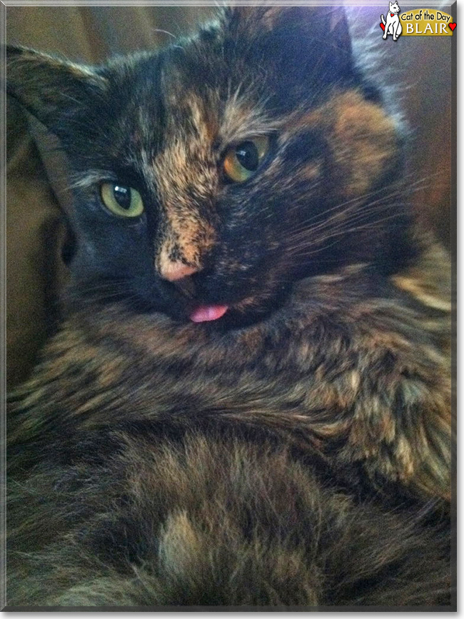 Blair the Tortoiseshell, the Cat of the Day