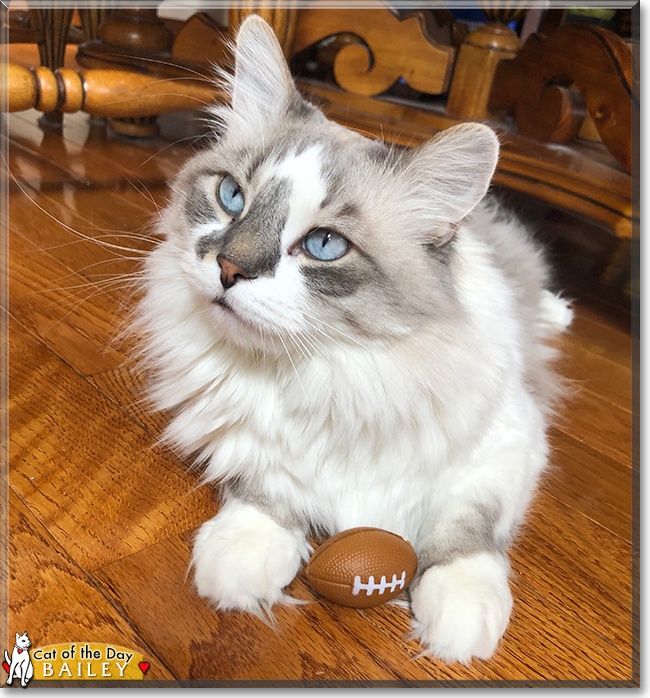 Bailey the Ragdoll, the Cat of the Day