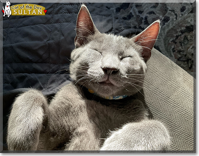 Sultan the Siamese, Russian Blue mix, the Cat of the Day