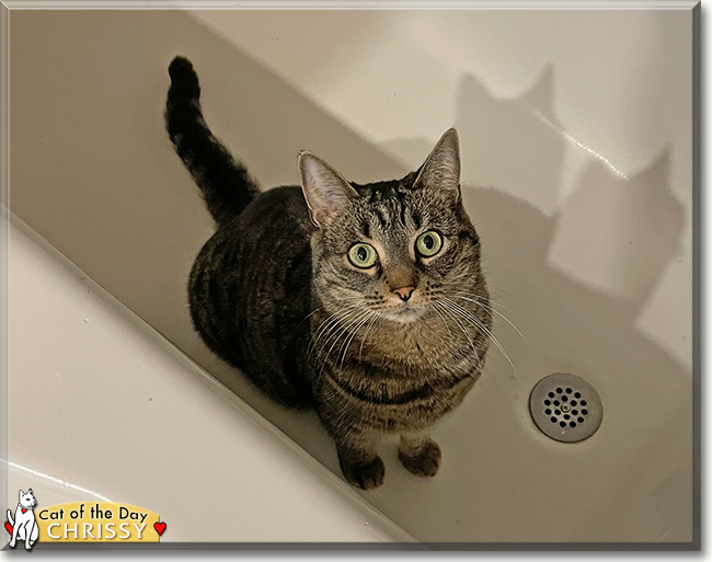 Chrissy the Tabby, the Cat of the Day